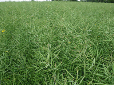 Tiller Roll - Crop still thriving even during drought - 27 May 2011